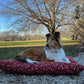 Handmade Japanese Shikibuton Dog Bed: Cotton Duck Canvas, Removable Cover. Custom sizes available